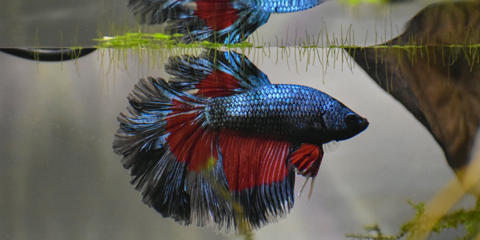 Betta mâle aux voiles colorés dans un aquarium planté
