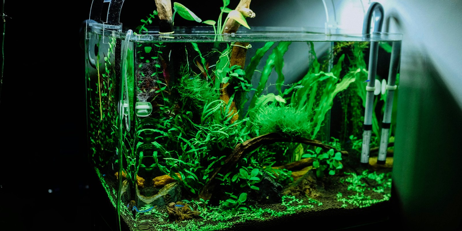 Aquarium équipé avec sa filtration