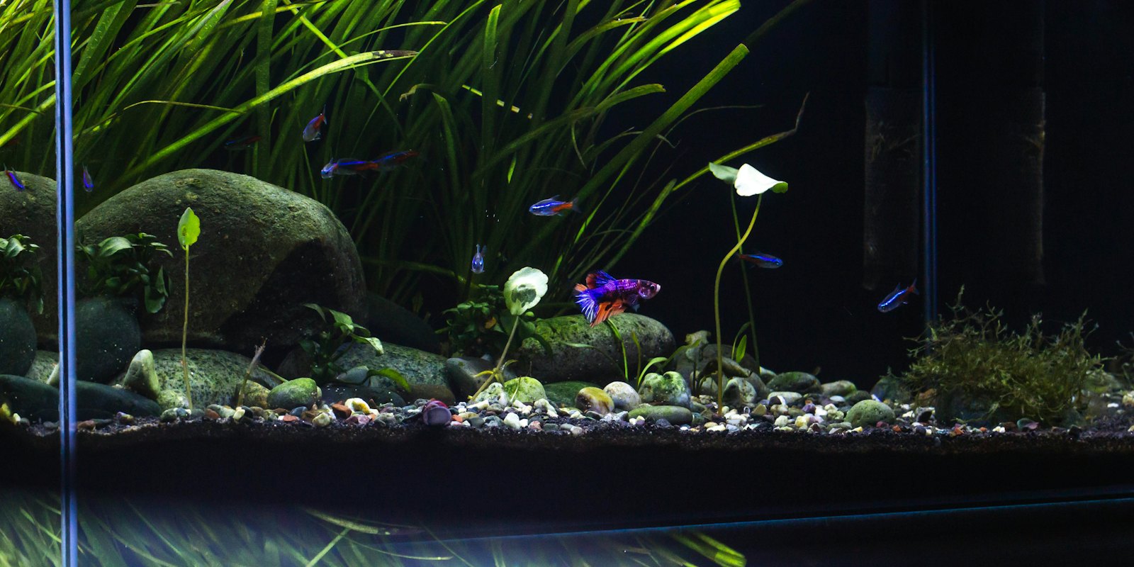 Aquarium planté fraîchement installé avec pierres, sable et jeunes plantes