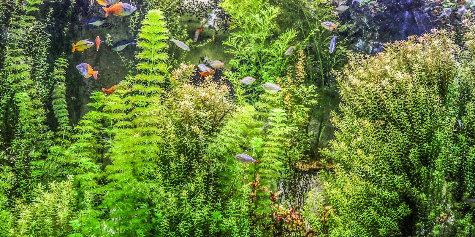 Aquarium d'eau douce densément planté traversé de poissons colorés