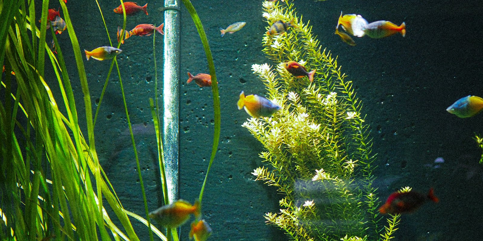 Rideau de plantes aquatiques dans un aquarium éclairé