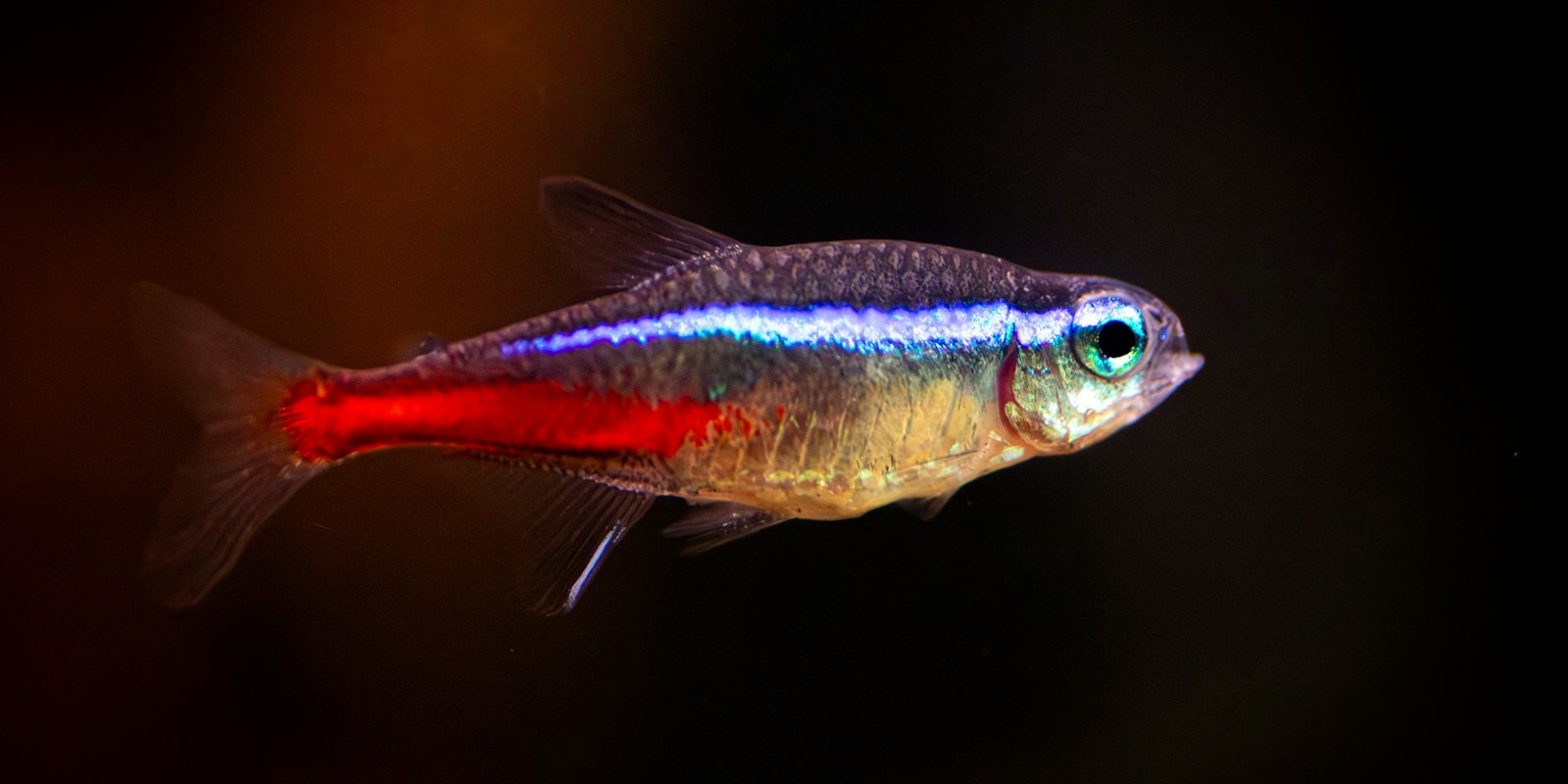 Banc de néons bleus et rouges dans un aquarium planté